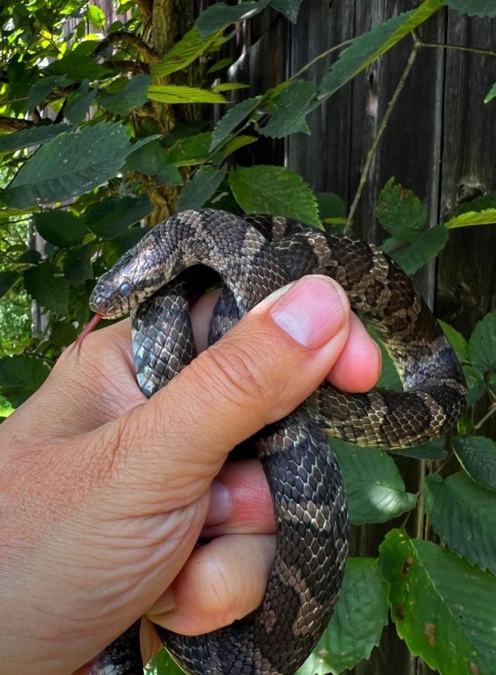 Eastern Milk Snake